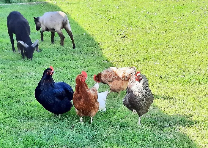 Le Du Petit Plessis *